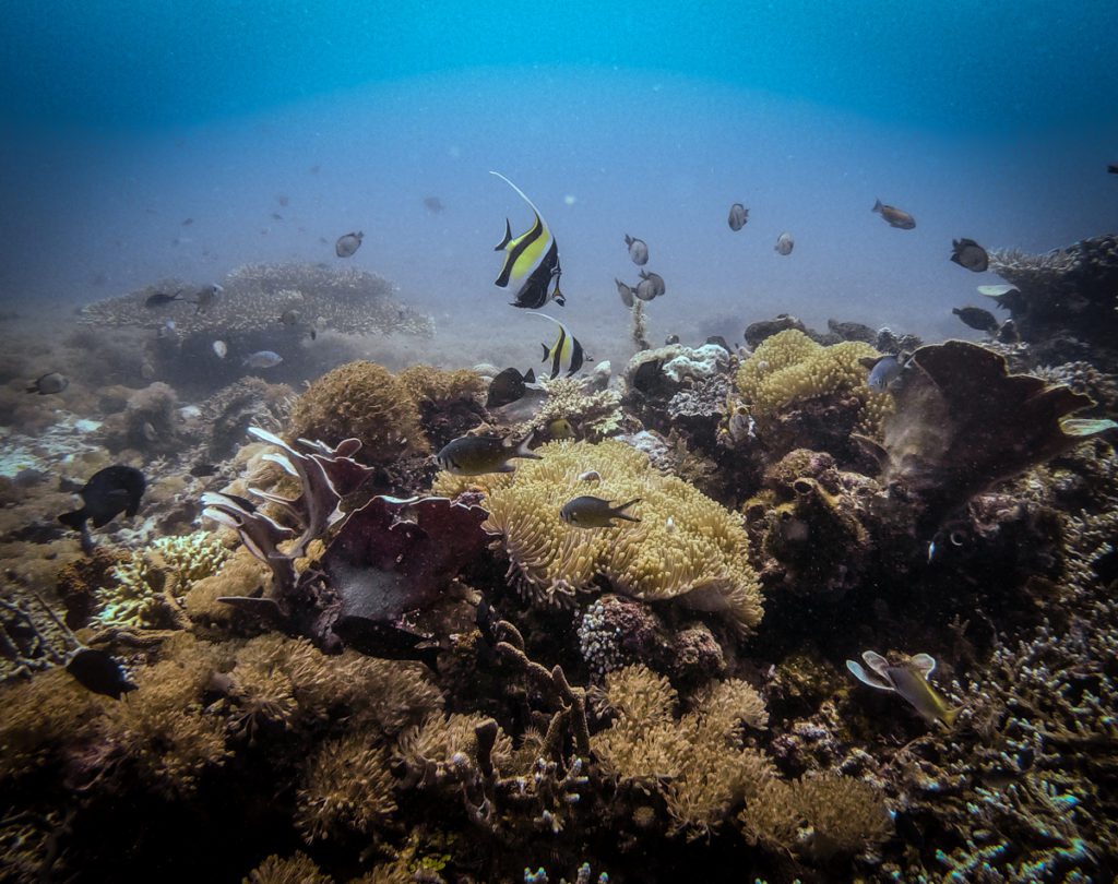 diving manta bay halmahera