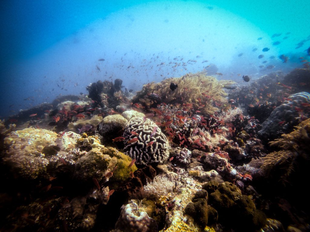 Halmahera diving patinti tobias point 