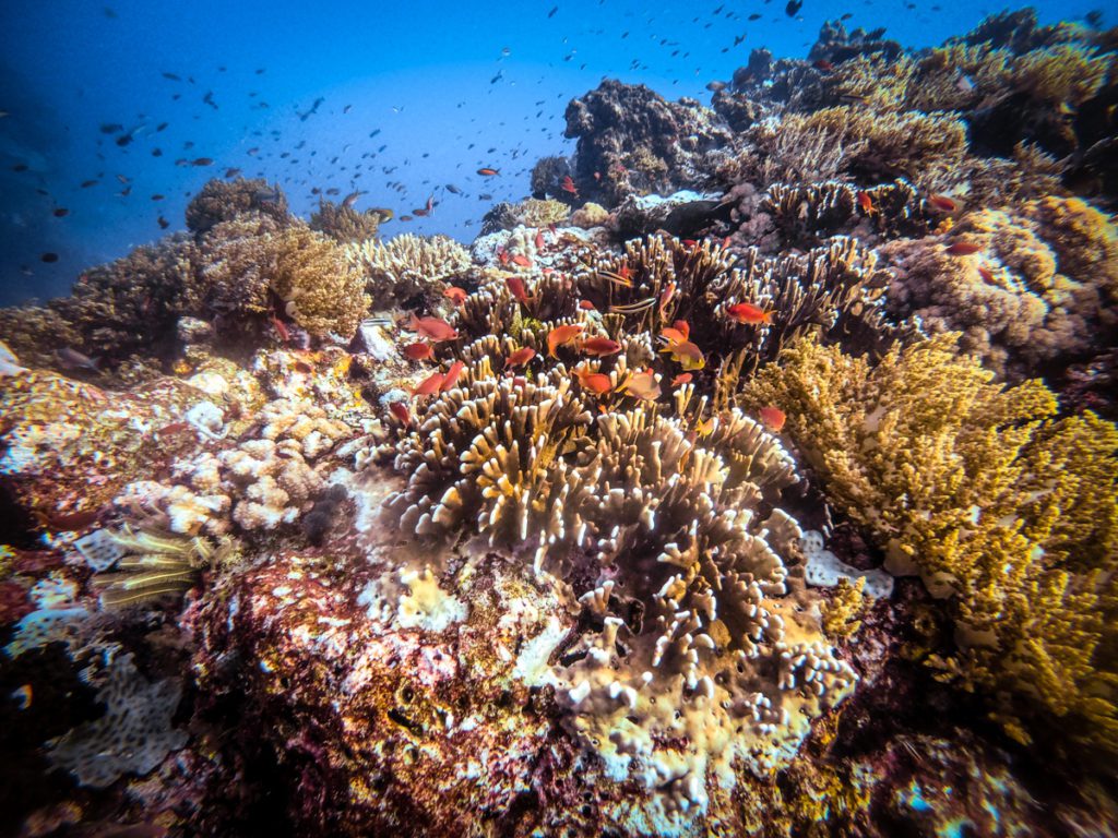 Exploring the fabulous Halmahera diving with the Jakare liveaboard and ...