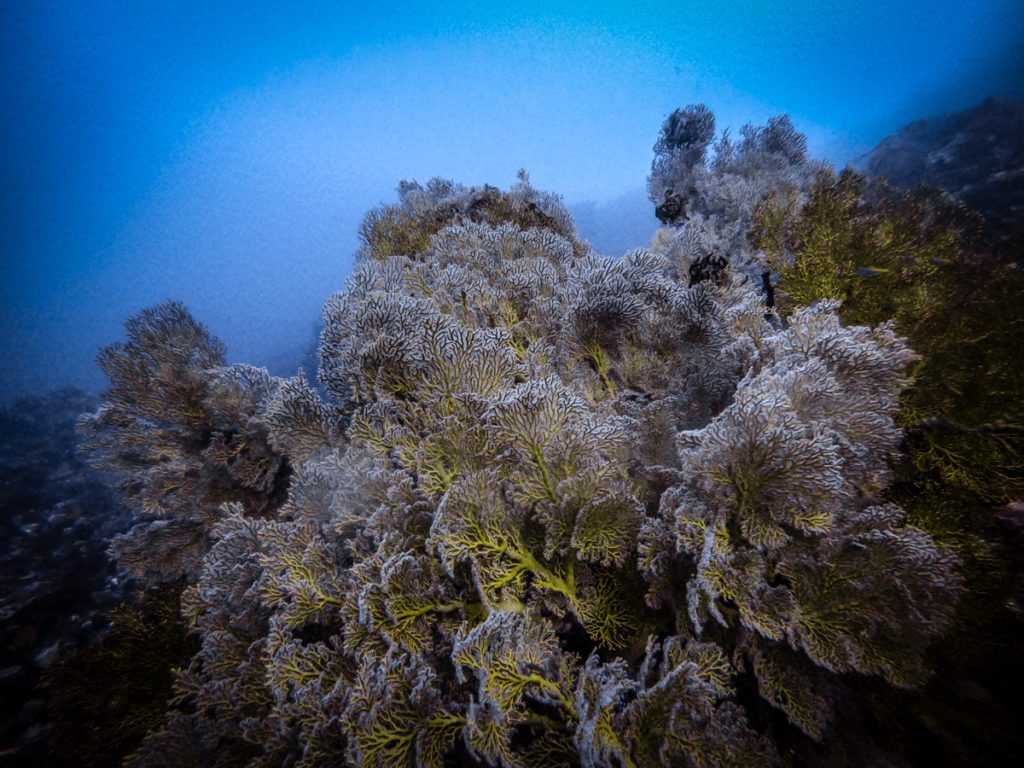 diving pulau pisang raja ampat