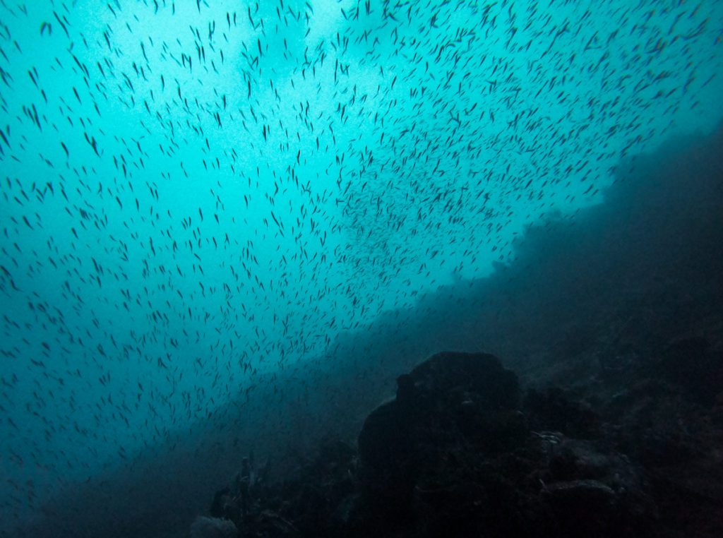Pingara wreck diving halmahera