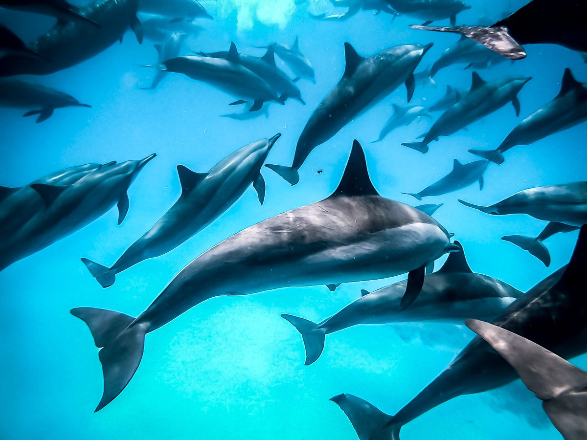 Pod of spinner dolphins swimming overhead at Fury Shoal (Sataya), Deep South Red Sea