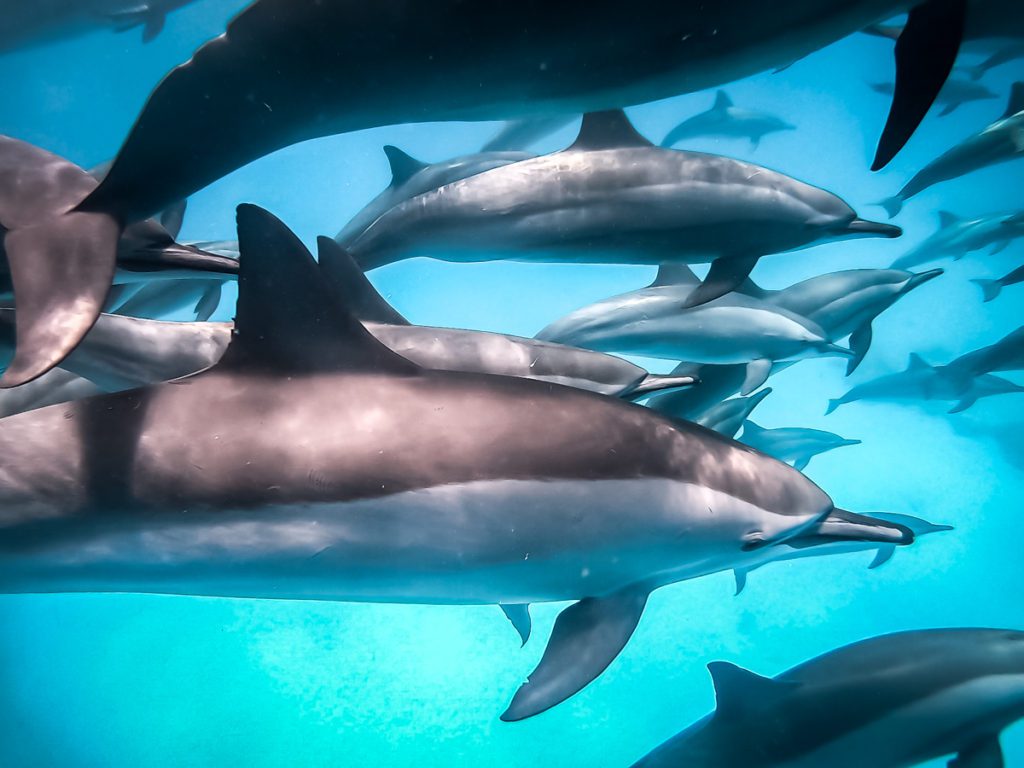 liveaboard Egypt deep south Aggressor review with dolphins