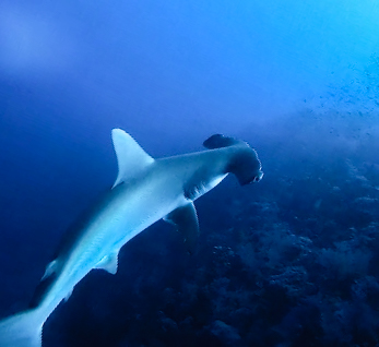 diving red sea Elphinstone hammerhead 