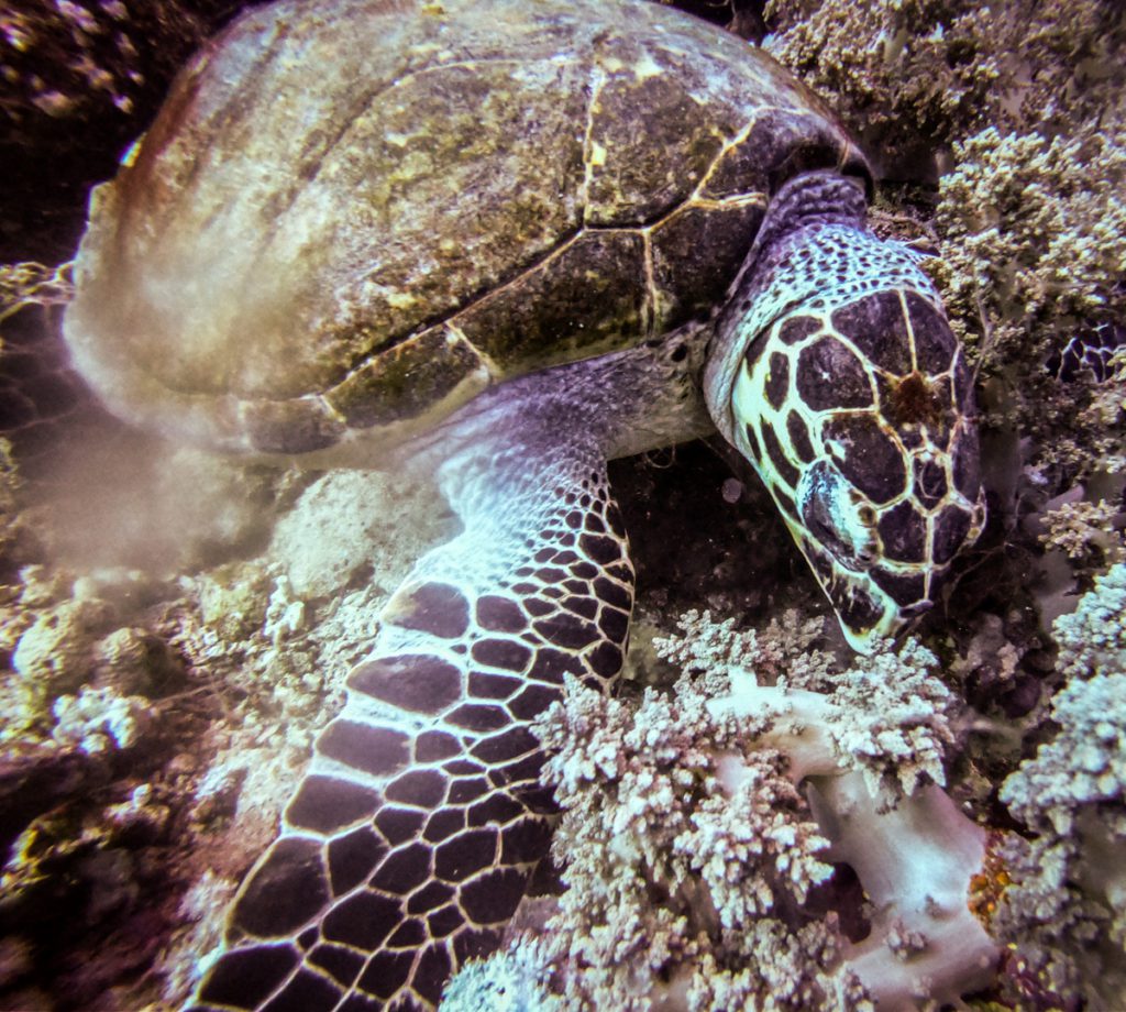 diving red sea Elphinstone turtle