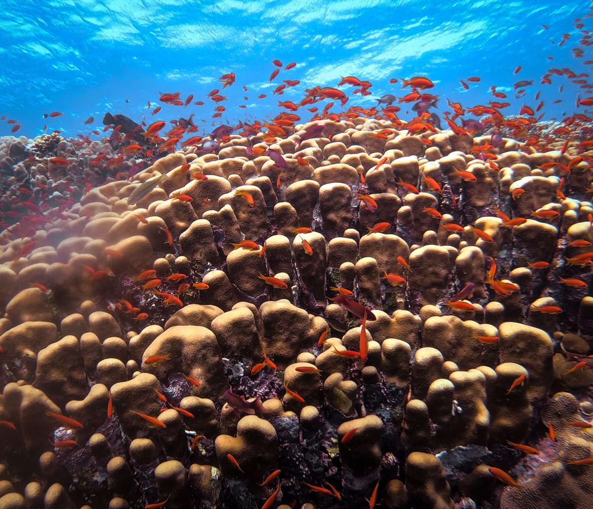 Orange anthias over a field of hard coral at Elphinstone Reef, Red Sea