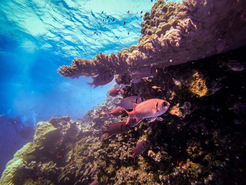 diving red sea Elphinstone 