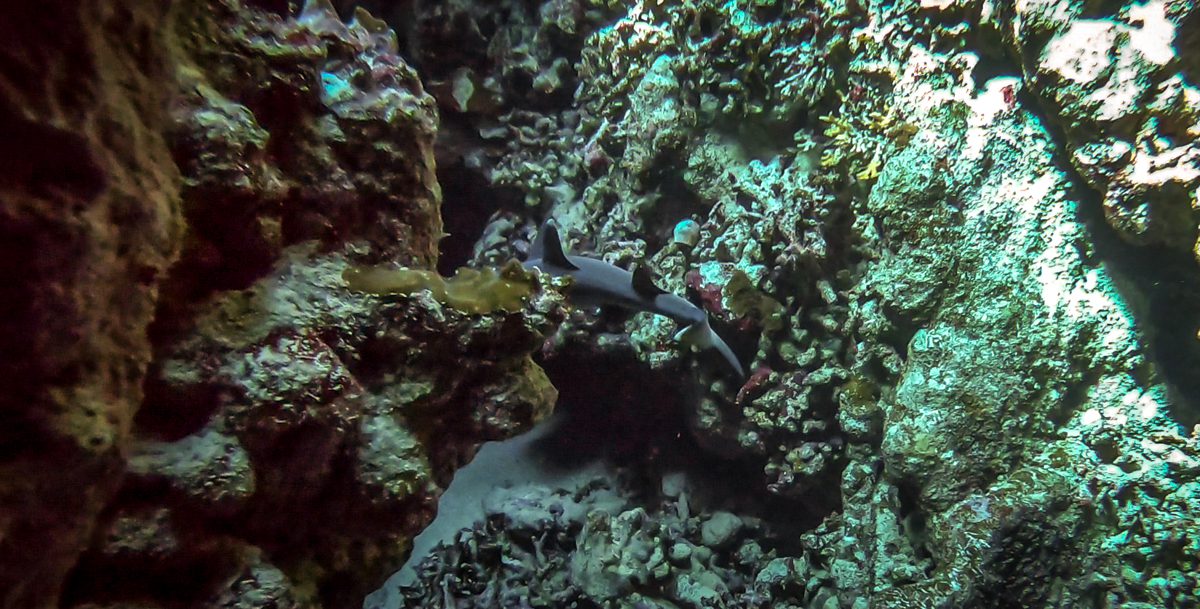Reef shark passing a coral bommie at Shaab Claudia, Deep South Red Sea