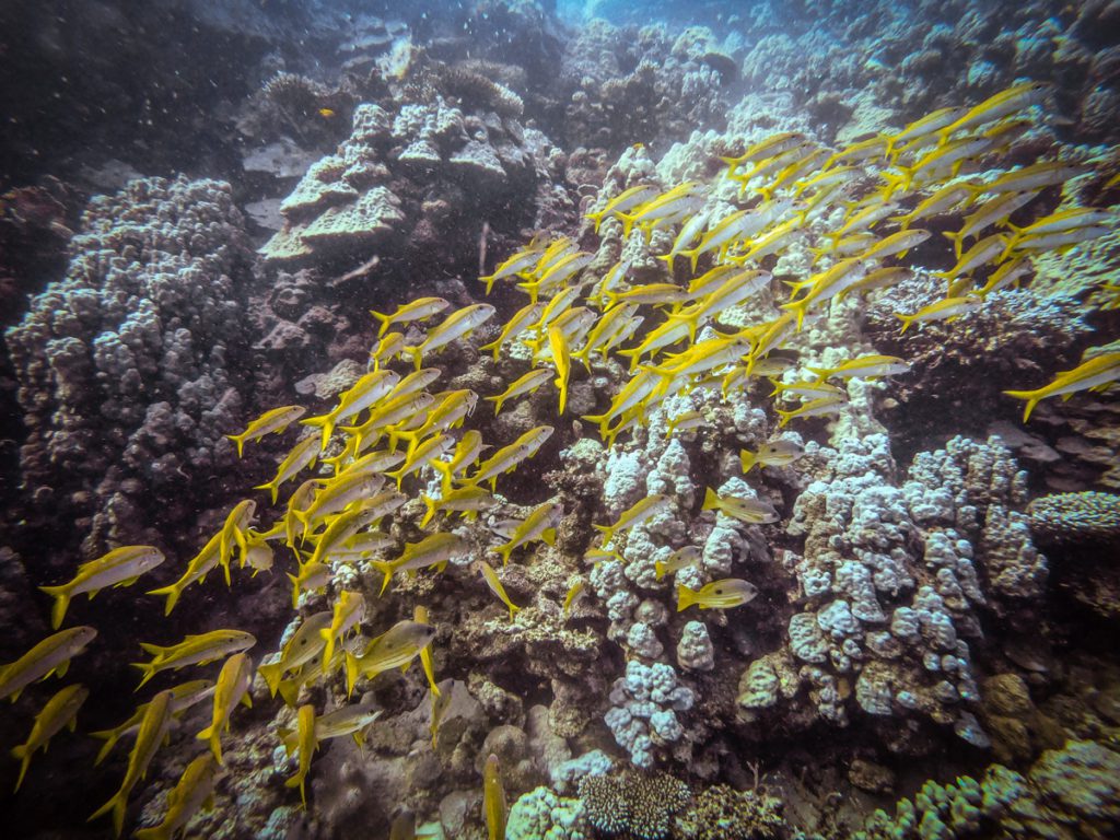 Egypt red sea diving Shaab claudia