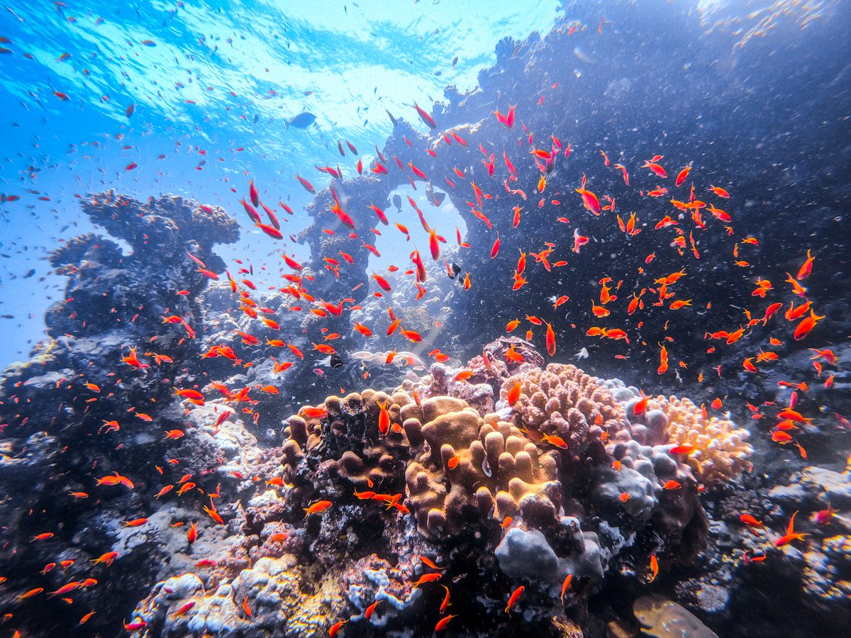 Aggressor 3 Red Sea Egypt