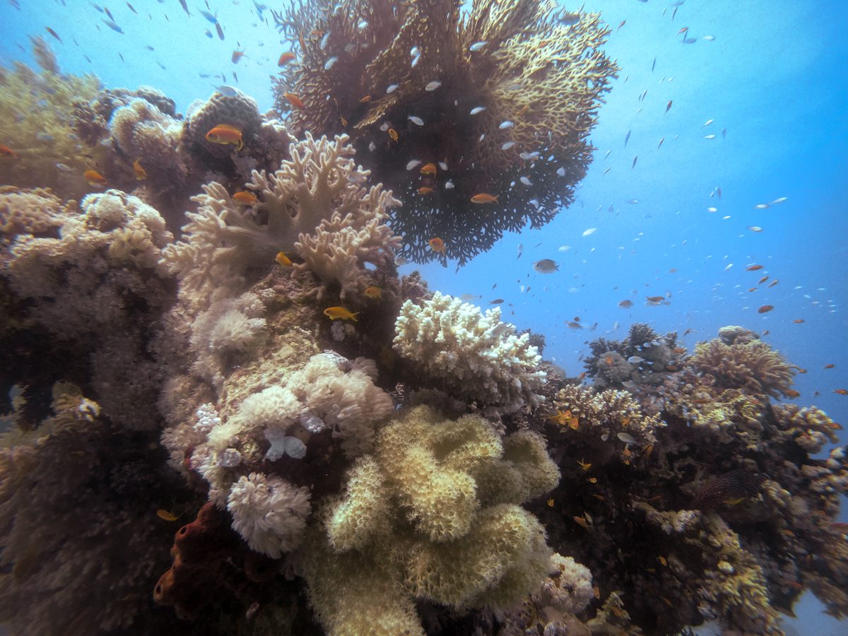 Fan coral, soft corals and anthias on the reef at Gota Sataya, Fury Shoal, Red Sea