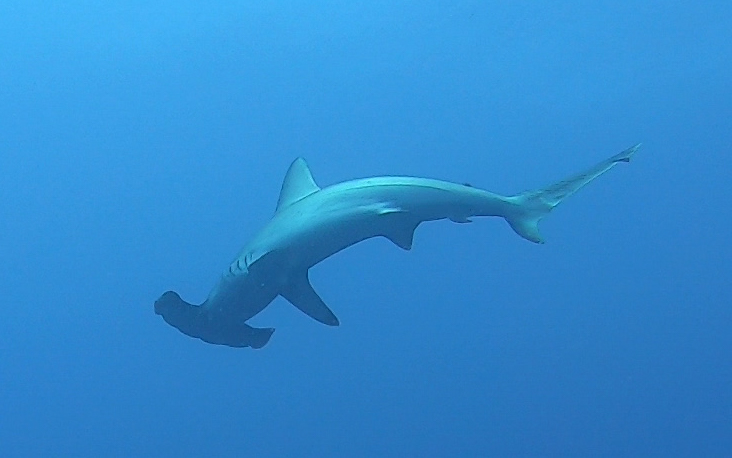 hammerheads sharks at Daedalus red sea divers