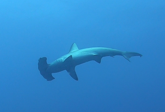 hammerheads at Daedalus red sea divers