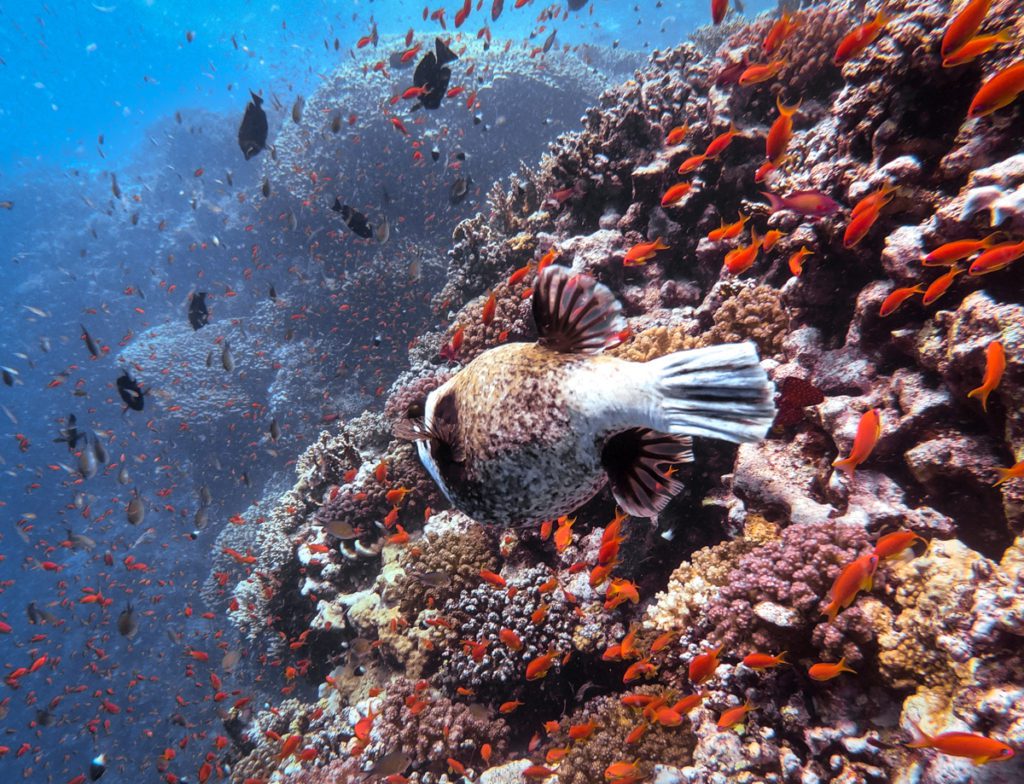 Reef at Daedalus red sea divers