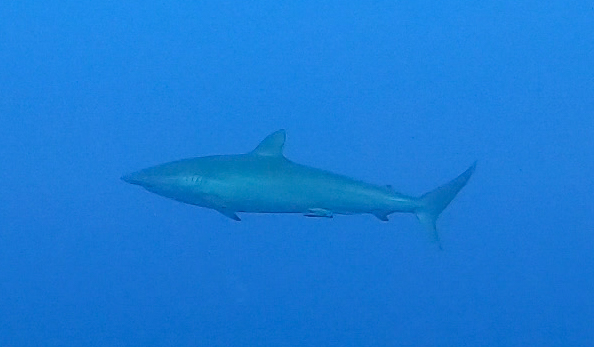 silky shark at Daedalus red sea divers
