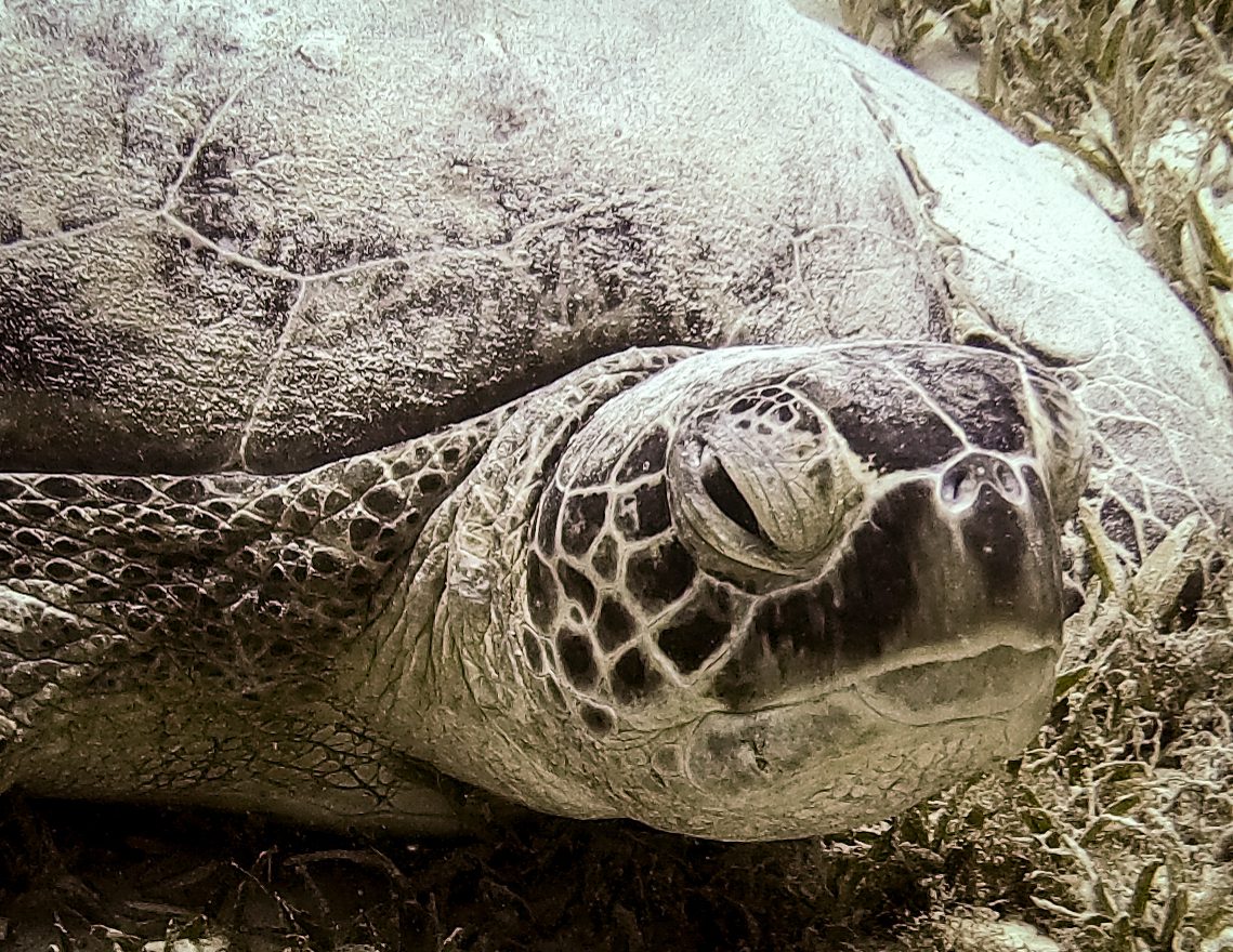 Green turtle resting on seagrass at Marsa Shouna, near Marsa Alam, Red Sea