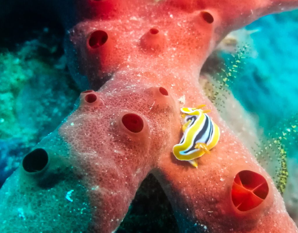 red sea diving jackson reef