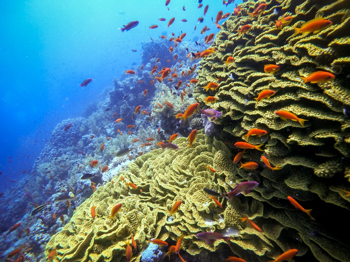 Lettuce coral and orange anthias on the wall at Jackson Reef in the Straits of Tiran, Red Sea