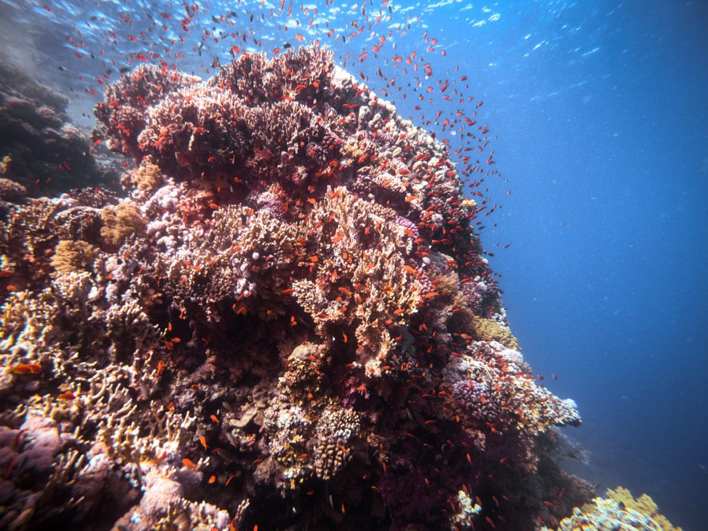 red sea diving jackson reef