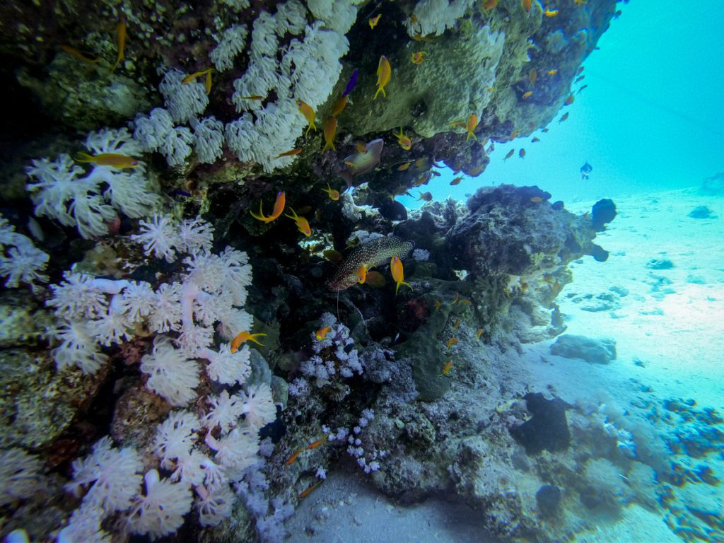 Egypt luxury diving Four seasons Sharm El Sheikh review