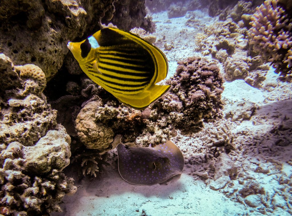 Red Sea Scuba diving Poseidon reef