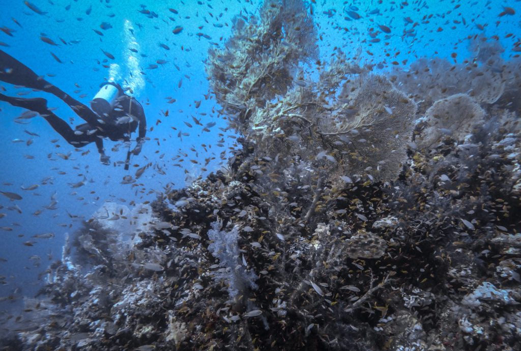 red sea scuba diving Safaga reef