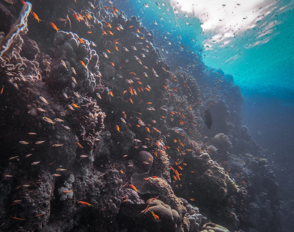 red sea scuba diving Safaga reef