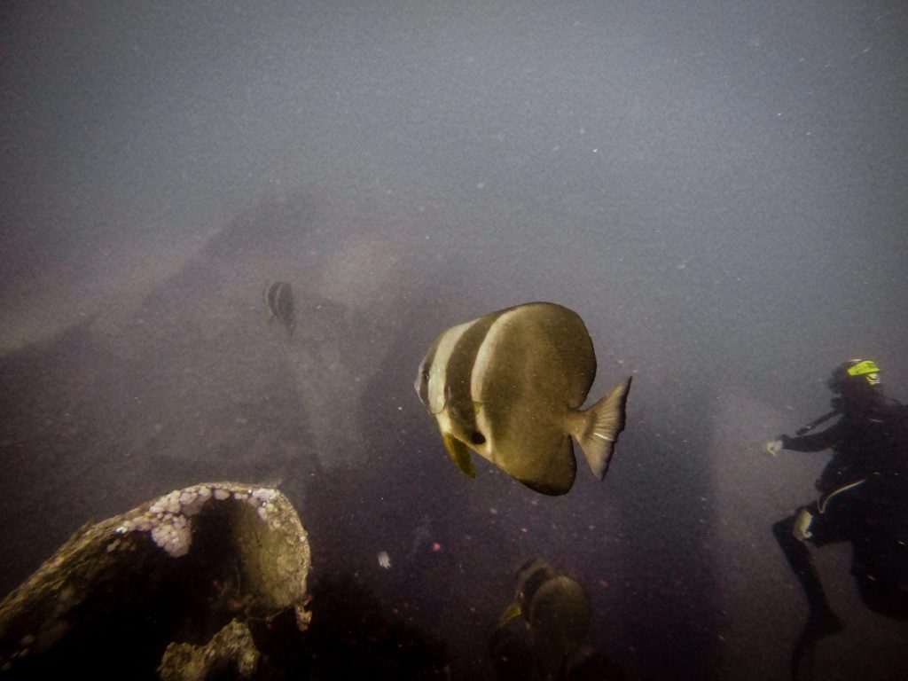 Red Sea scuba diving Thiselgom wreck