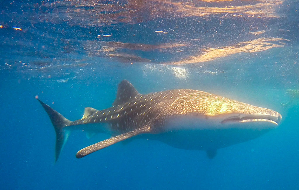 Maldives whaleshark