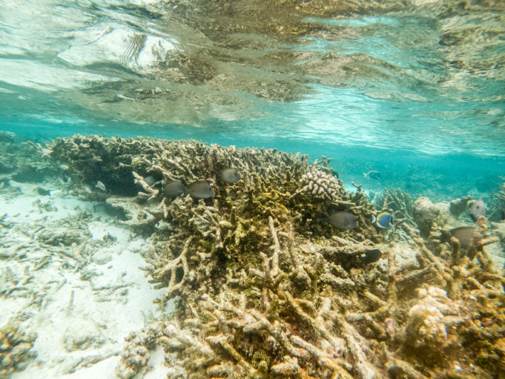 Maafushivaru reef snorkeling maldives