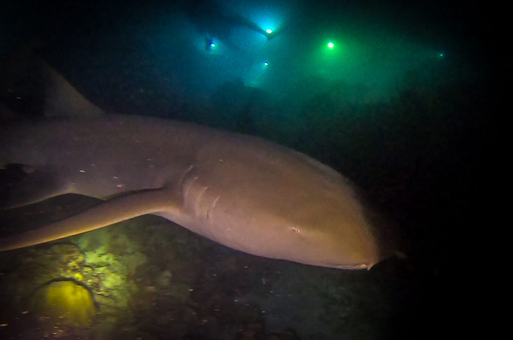 Maldvives night dive with Nurse sharks 