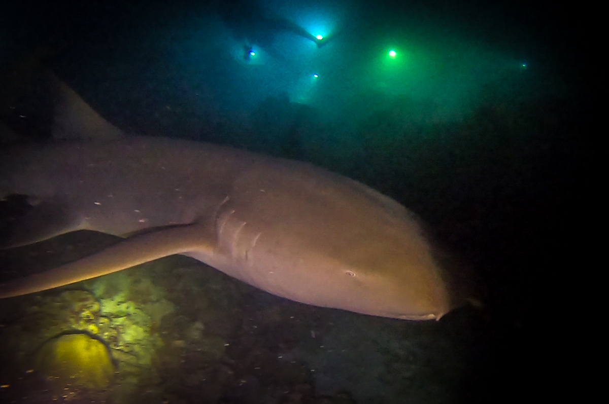 Nurse shark under divers' torches on the Alimatha night dive, Vaavu Atoll, Maldives
