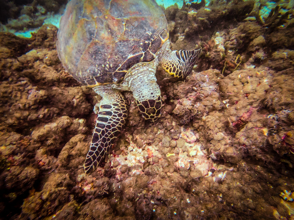 Maldives scubadiving fishhead dive site 