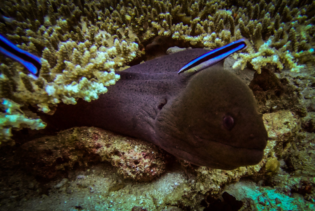 Maldives scubadiving fishhead dive site