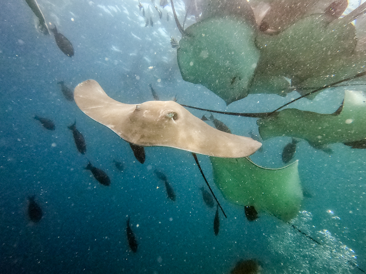 Stingrays and jacks feeding beside the fish factory at Stingray City near Malé, Maldives