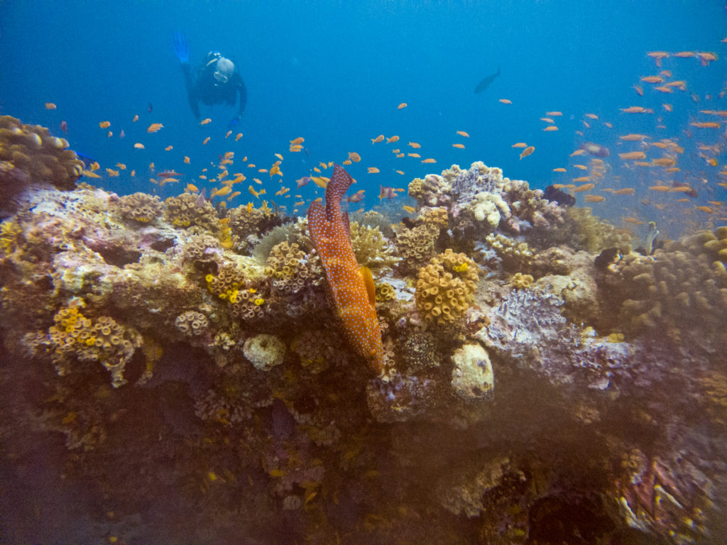 Scuba diving maldives best dive sites Maya Thila 