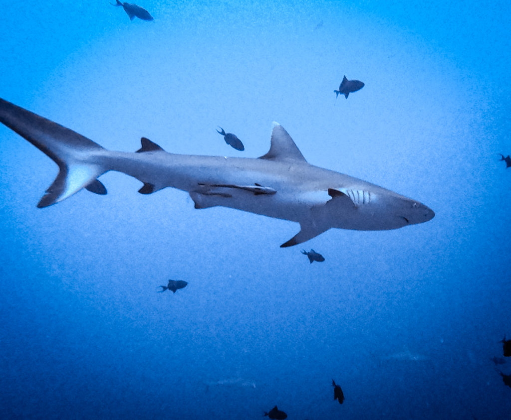 scubadiving maldives Maya Thila dive site shark