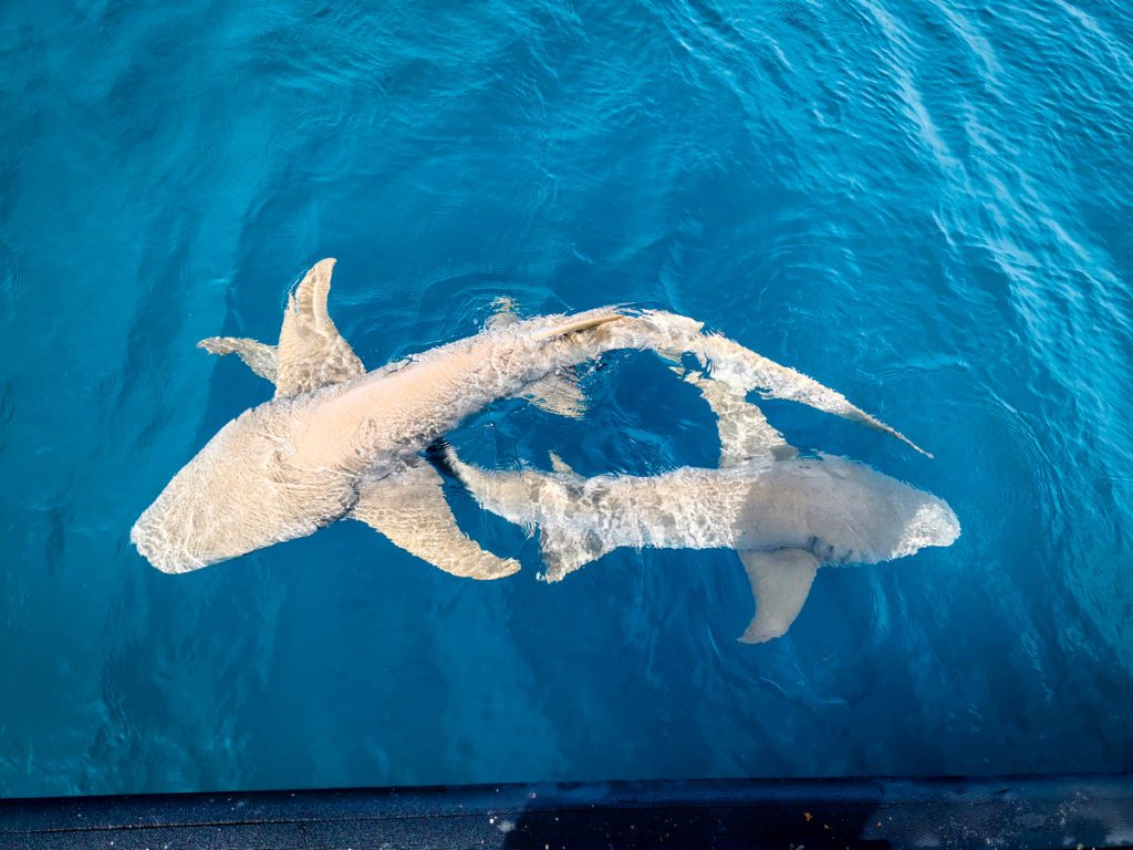 Blue force one liveaboard review Maldives nurse sharks