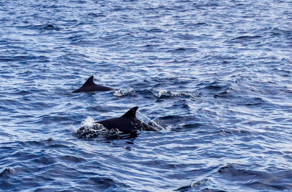 Blue force one liveaboard review Maldives dolphins