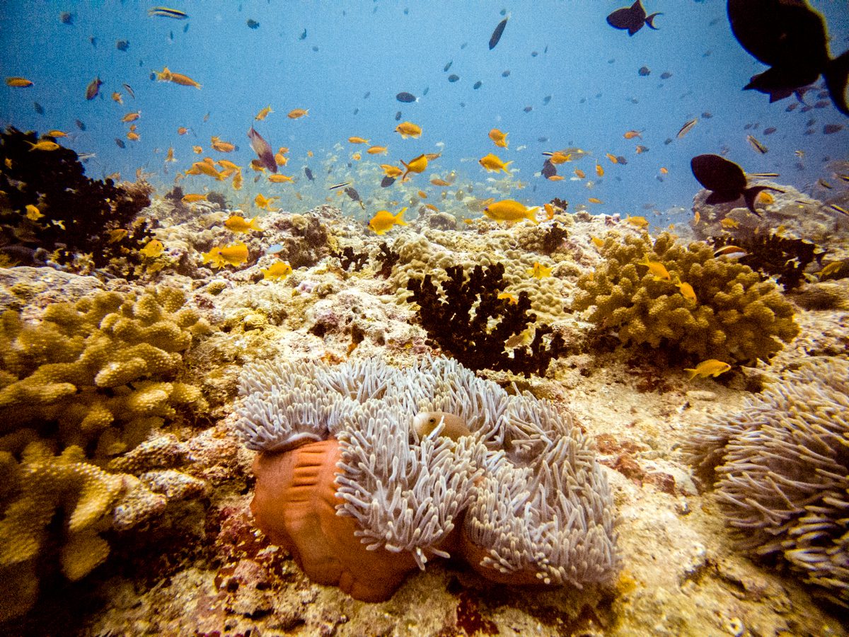 Anemones and anthias on the top of Kudarah Thila, South Ari Atoll, Maldives
