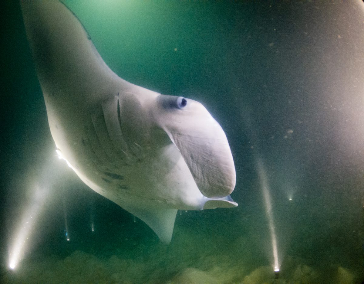 Manta ray passing close on a manta night dive from Blueforce One in Ari Atoll, Maldives