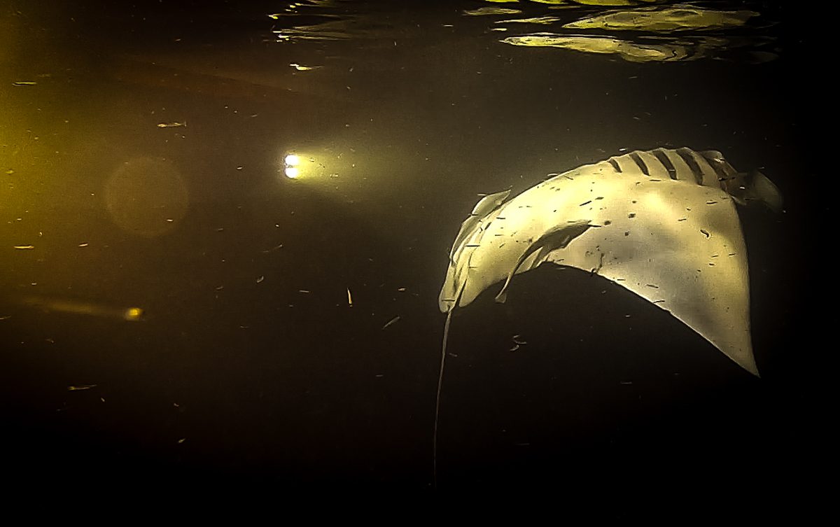 Manta ray feeding on plankton under the boat lights at night in the Maldives