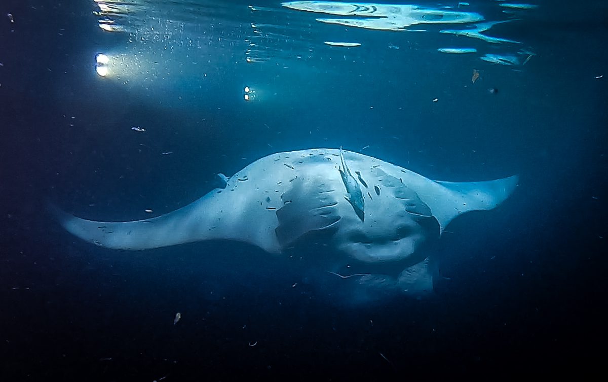 Manta ray feeding in the boat lights on the Fesdu manta night dive, Ari Atoll, Maldives