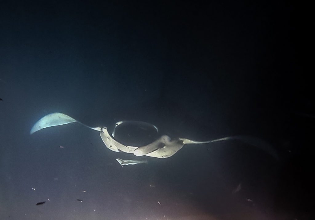 Maldives night manta rays 