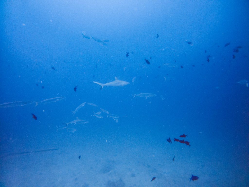 Maldives diving Maya thila
