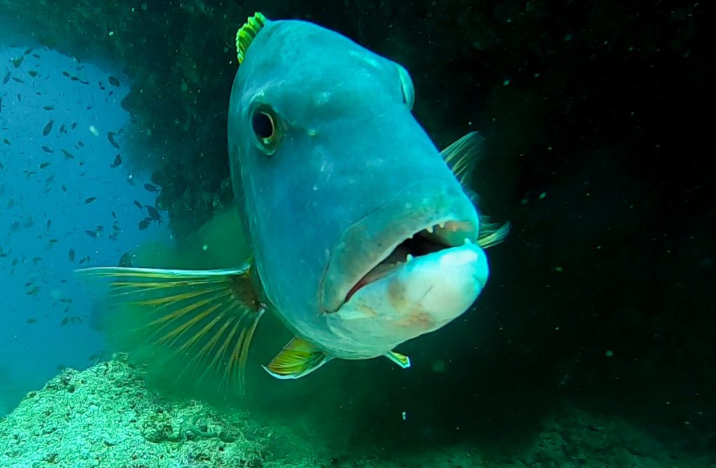 Maldives diving fishhead