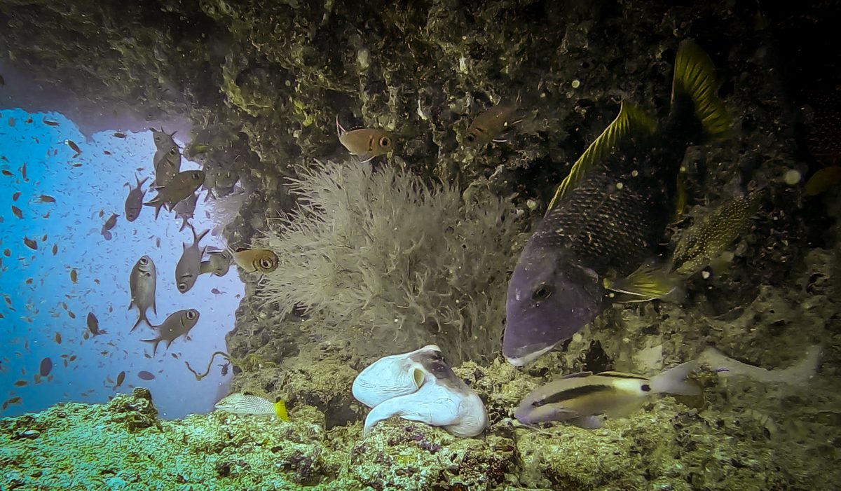 Octopus on the reef watched by fish at Fish Head, Ari Atoll, Maldives