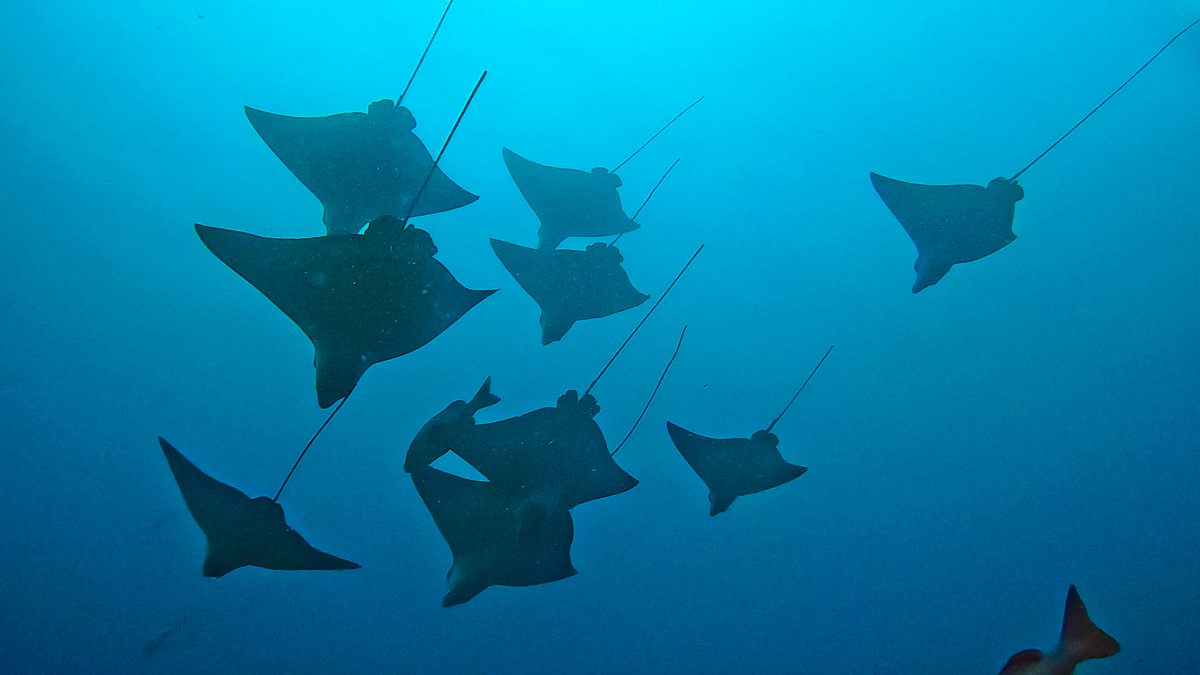 School of eagle rays at Kandooma Thila, the best dive site in the Maldives