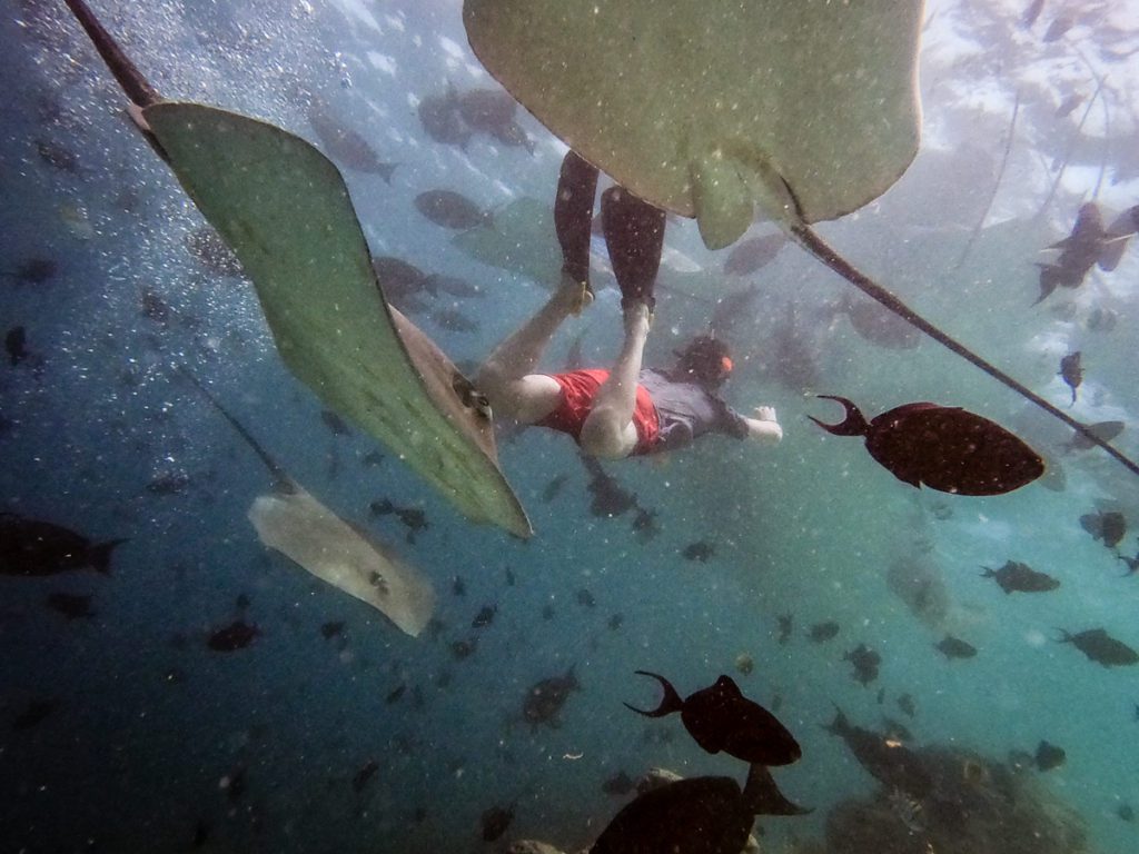 fish factory dive site maldives 