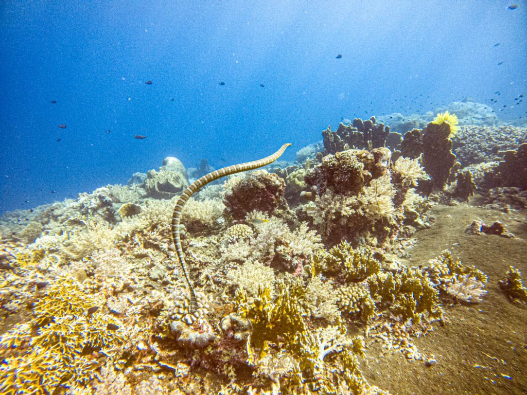Manuk Diving Indonesia seasnakes